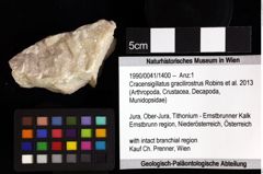 Foto (Objket + Etiketten) von Cracensigillatus gracilirostrus (Robins et al., 2013) 